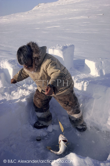 Aipilik, an Inuit hunter, jigging for polar cod though a hole in the ice.Igloolik, Nunavut, Canada. 1990
