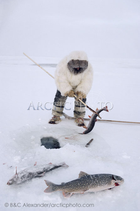 Aipilik, Inuit hunter in fox furs, with Kakivak & fish (arctic char & lake trout) Igloolik, Nunavut, Canada. 1993