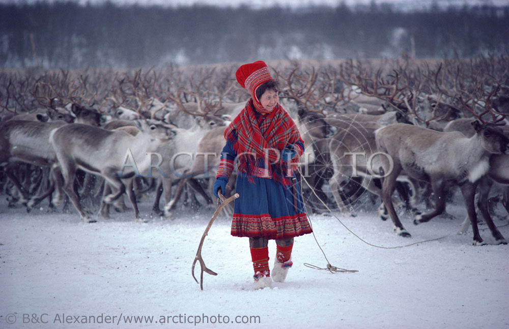 Berit Logje, a Sami woman reindeer herder, antler at round-up near Kautokeino. Northern Norway. (1985)