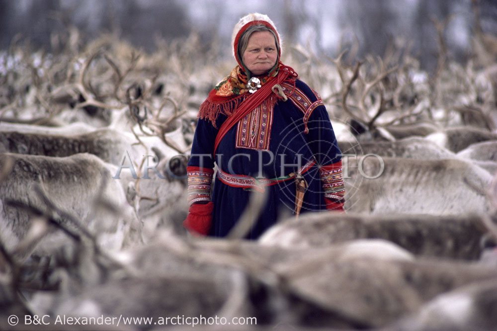 Sami woman herder, Marit, among her reindeer before the spring migration. Kautokeino. North Norway. 1985