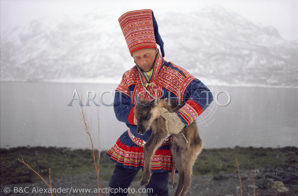 Sami reindeer herder, Aslak Logje, with a calf born at the end of the migration. North Norway. 1985