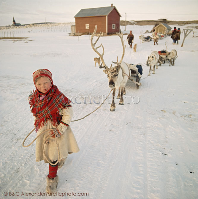 Young Saami girl, Inger Anne, leads sled Reindeer at the start of the Spring migration. Kautokeino. Norway. 1972