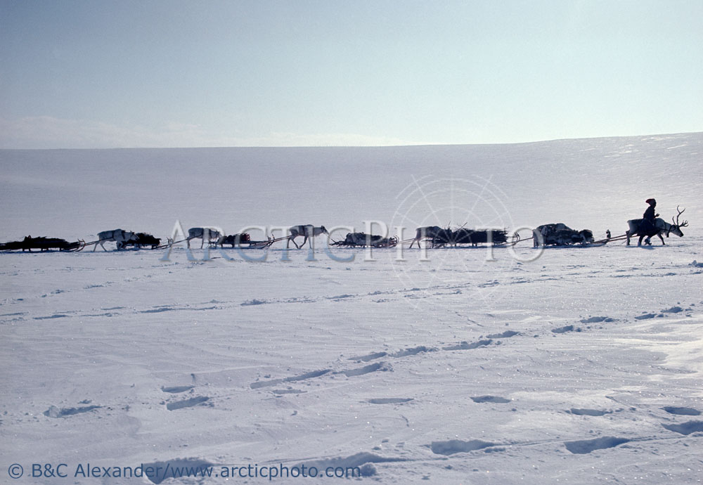 A Saami woman reindeer herder leads her caravan of reindeer sleds during the Spring migration. Kautokeino. Norway. (1972)